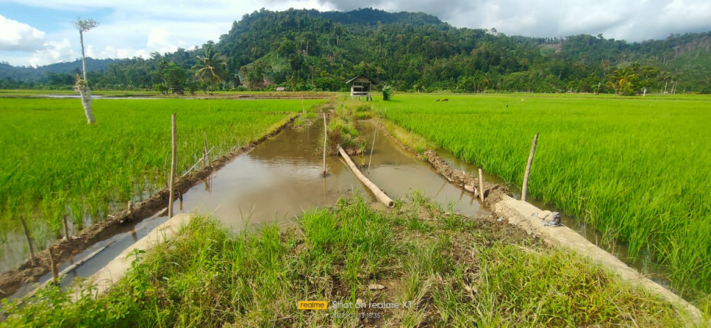 Lahan Persawahan yang Terbentang Luas Salah Satu Potensi Gampong Pucuk Lembang di Bidang Pertanian