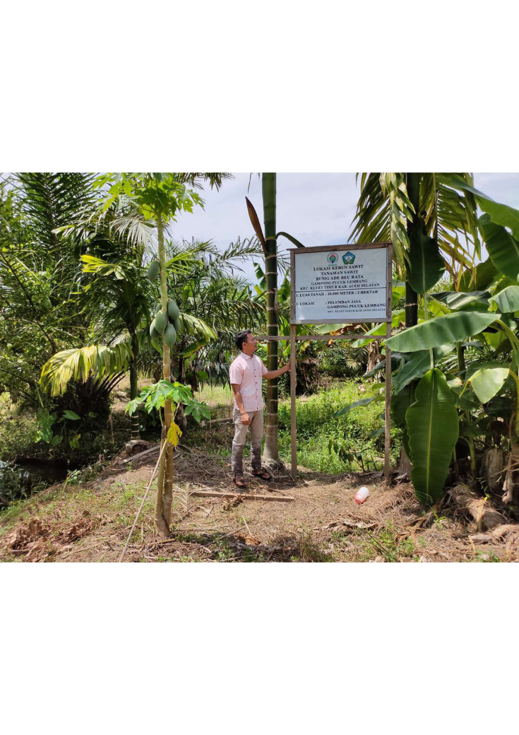 Kebun Sawit Milik BUMG “Ade Beurata" Gampong Pucuk Lembang Seluas 6 Ha